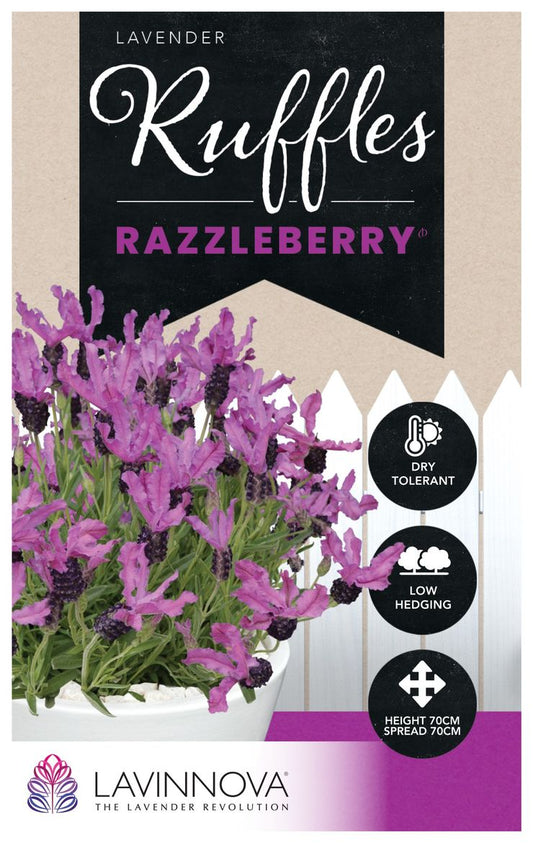 Lavender ‘LAVINNOVA® Razzleberry Ruffles’