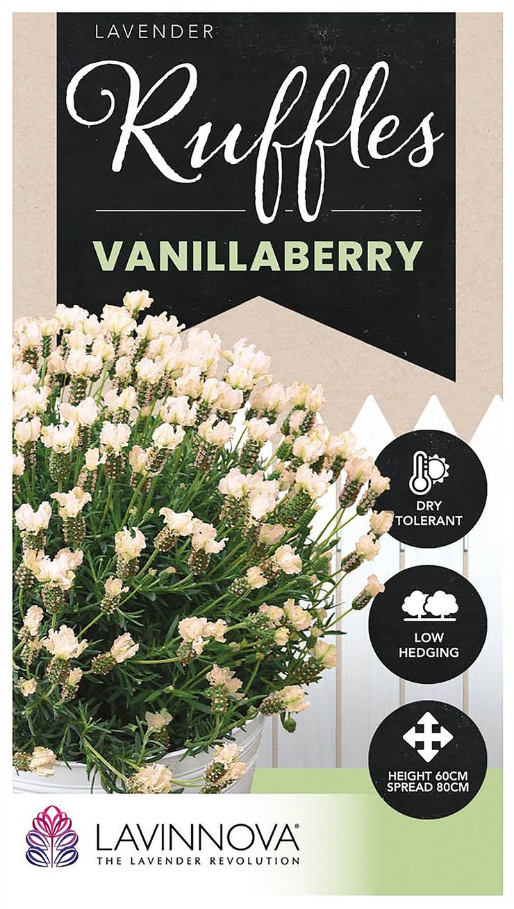 Lavender Raspberry Ruffles Lavender LAVINNOVA® 'Vanillaberry Ruffles’ – The Plant Broker