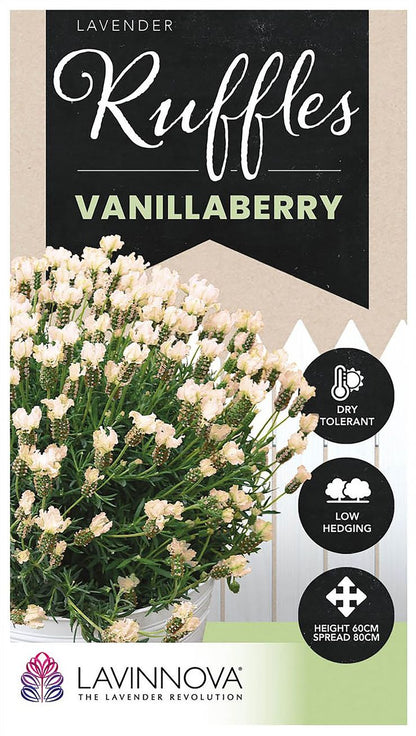 Lavender ‘LAVINNOVA® Vanillaberry Ruffles’