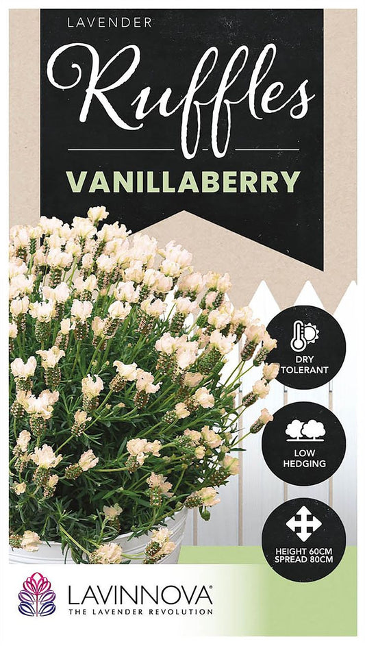 Lavender ‘LAVINNOVA® Vanillaberry Ruffles’