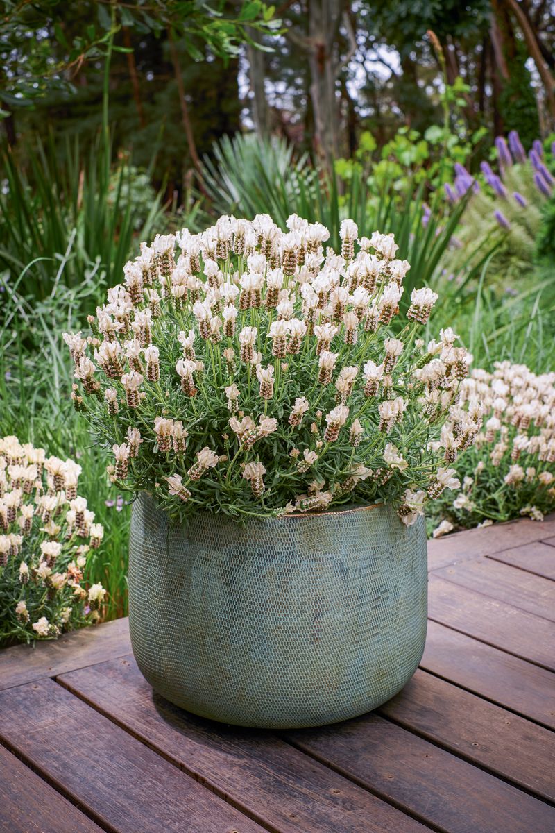 Lavender Raspberry Ruffles Lavender LAVINNOVA® 'Vanillaberry Ruffles’ – The Plant Broker