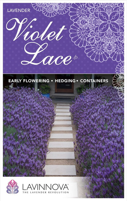 Lavender ‘LAVINNOVA® Violet Lace’