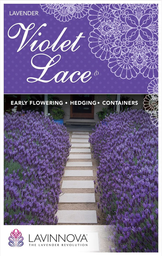 Lavender ‘LAVINNOVA® Violet Lace’