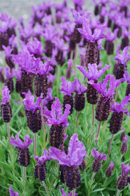 Lavender ‘LAVINNOVA® Violet Lace’