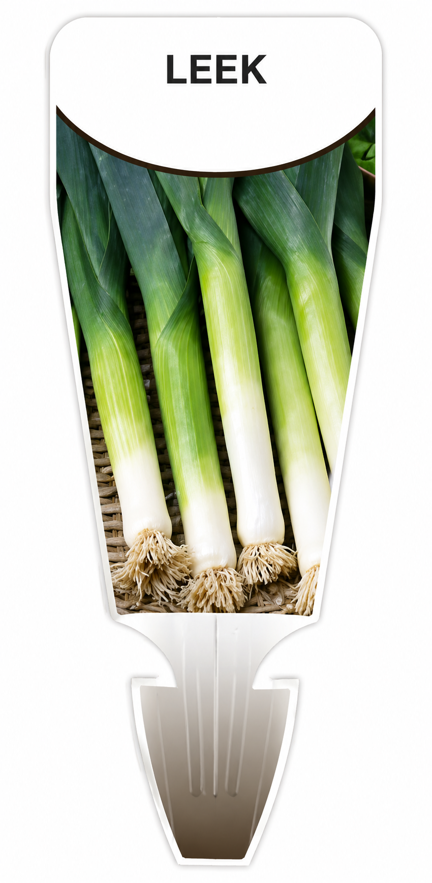 Leek