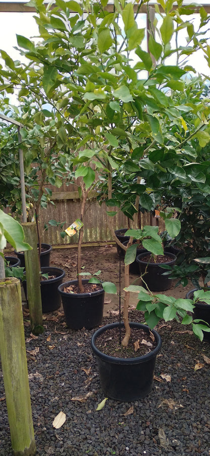 Citrus - Lemon Eureka Dwarf