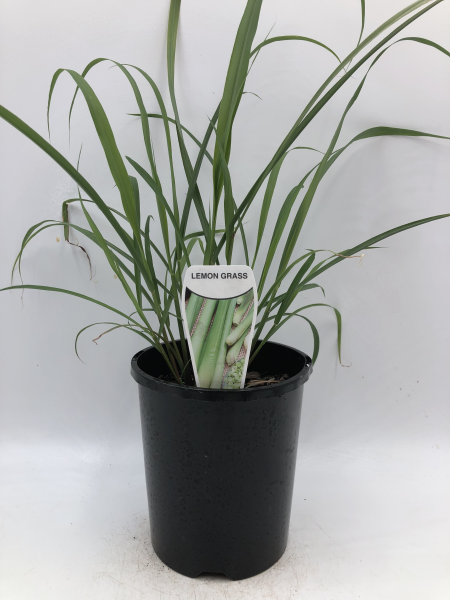 Lemon Grass