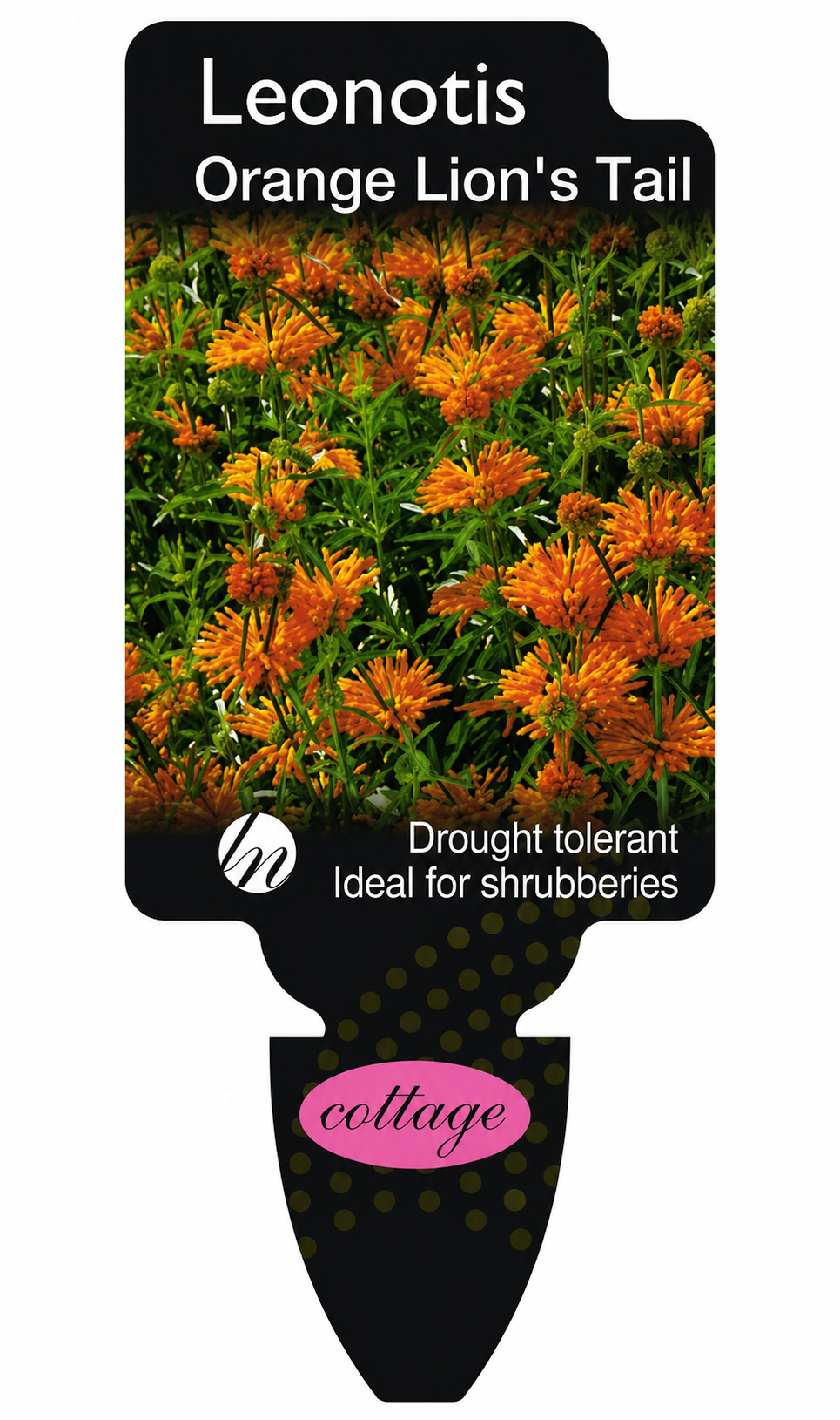 Leonotis leonurus Orange