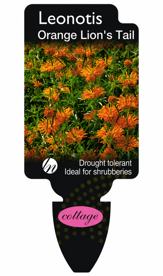 Leonotis leonurus Orange