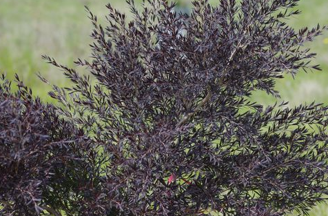 Leptospermum Copper Glow