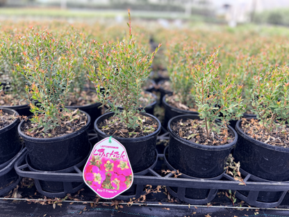 Leptospermum Lipstick