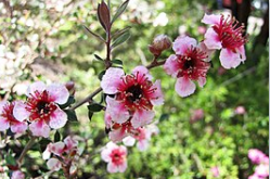 Leptospermum Mesmer Eyes