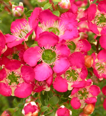 Leptospermum Riot