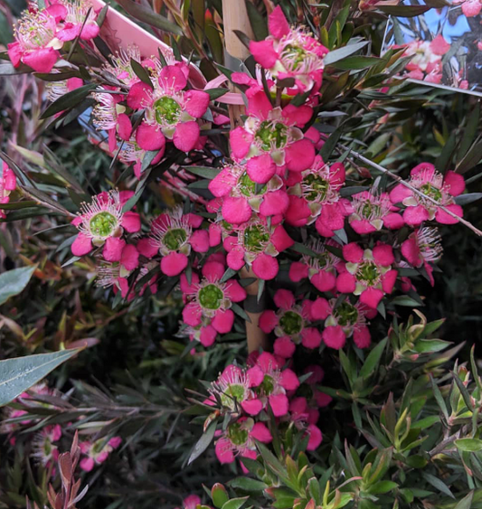 Leptospermum Rudolph