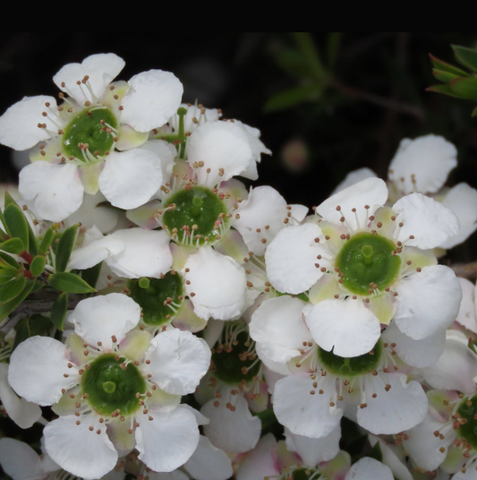 Leptospermum White Wave