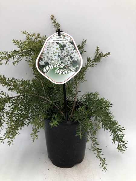 Leptospermum White Wave