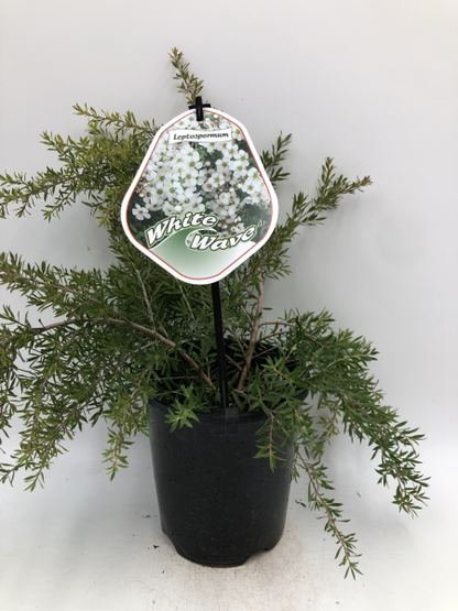 Leptospermum White Wave
