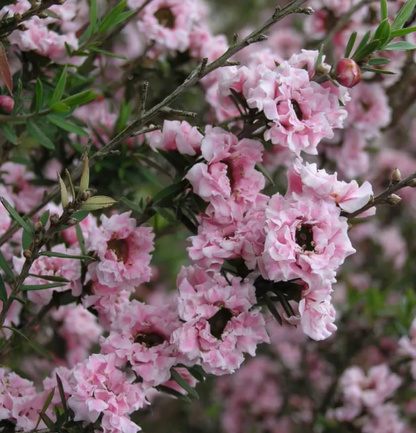 Leptospermum Wiri Adriene