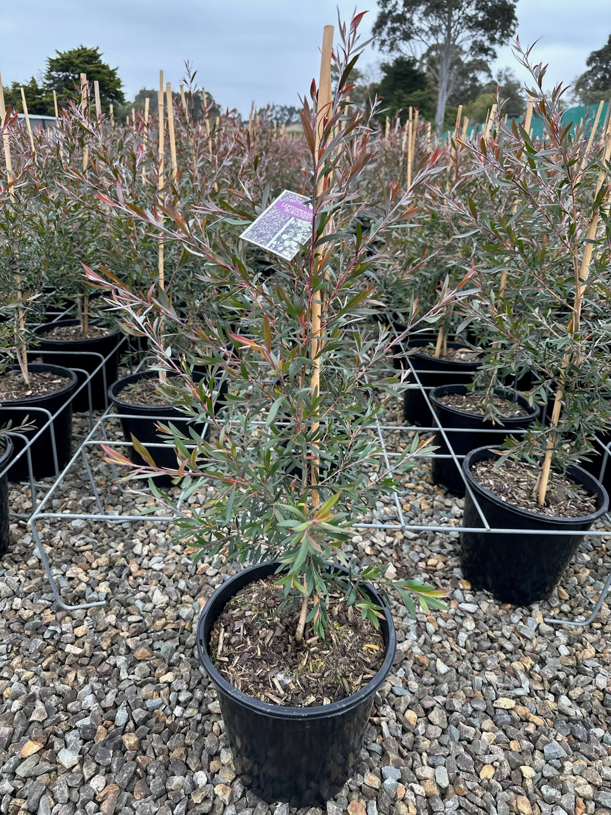 Leptospermum spp. Burgundy