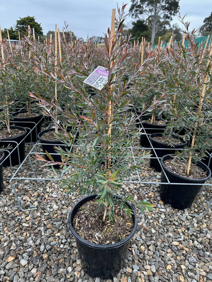 Leptospermum spp. Burgundy