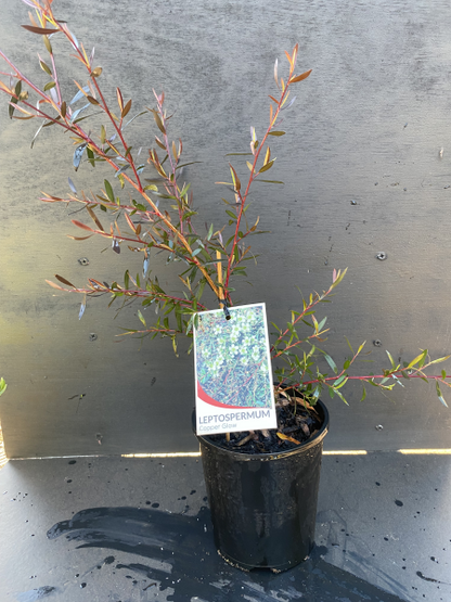 Leptospermum Copper Glow
