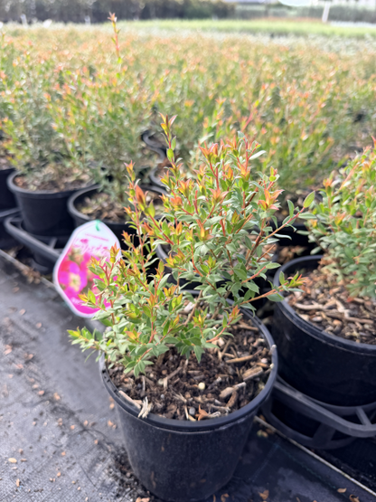 Leptospermum Lipstick