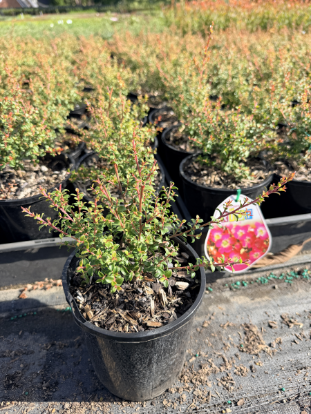 Leptospermum Riot