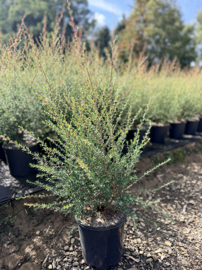 Leptospermum Wiri Adriene