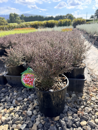 Leptospermum scoparium Kiwi