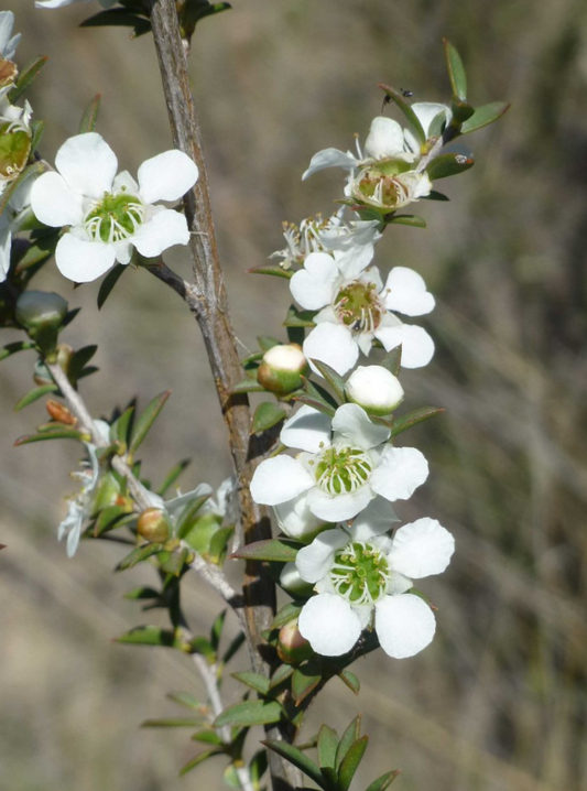 Leptospermum continentale