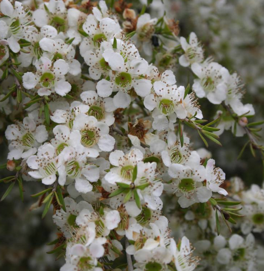Leptospermum flavescens Cardwell
