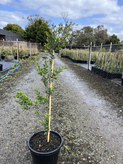 Leptospermum laevigatum