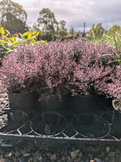 Leptospermum nanum rubrum