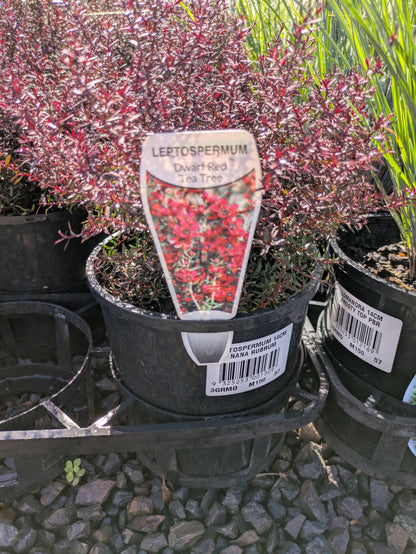 Leptospermum nanum rubrum