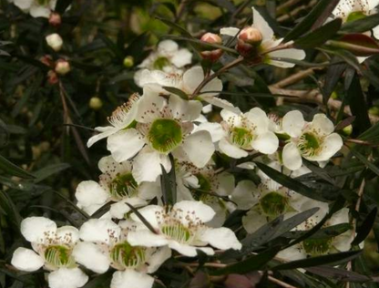 Leptospermum obovatum Starry Night