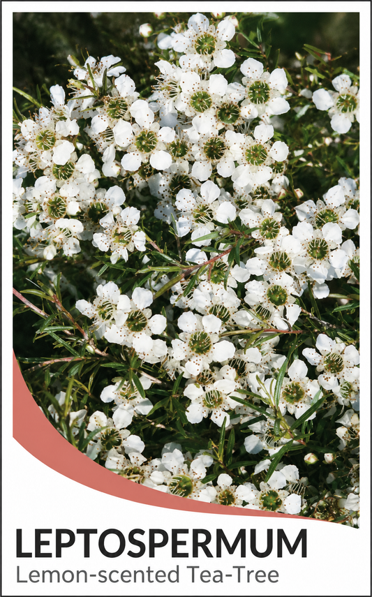 Leptospermum petersonii