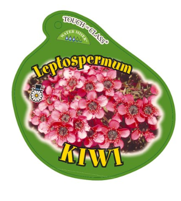 Leptospermum scoparium Kiwi