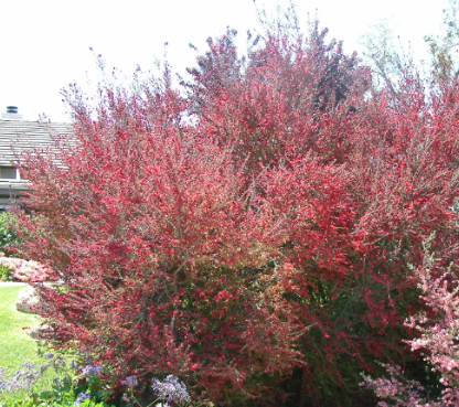 Leptospermum spp. Burgundy