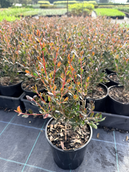 Leptospermum turbinatum Starlights