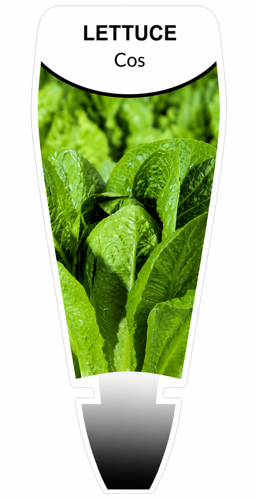 Lettuce - Cos