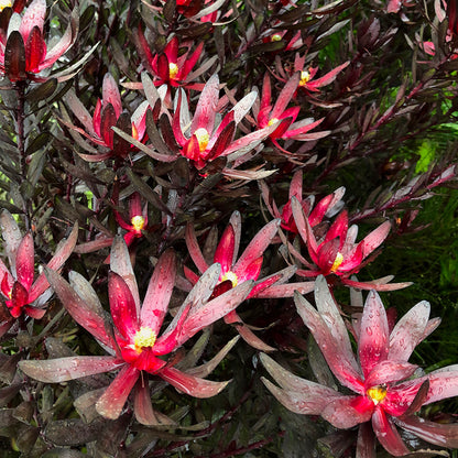 Leucadendron Ebony