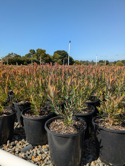 Leucadendron Jack Harre