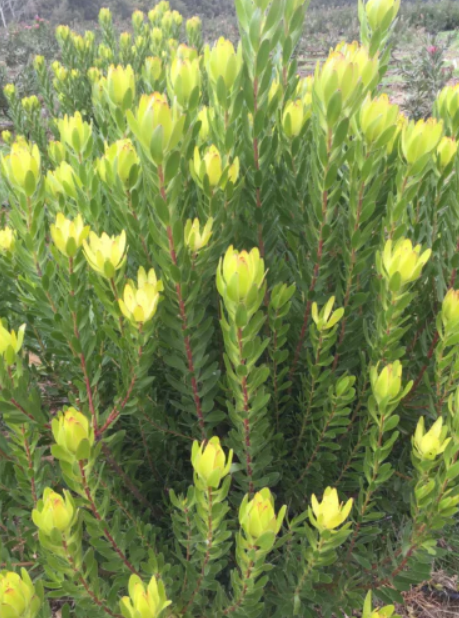 Leucadendron Safari Gold Strike