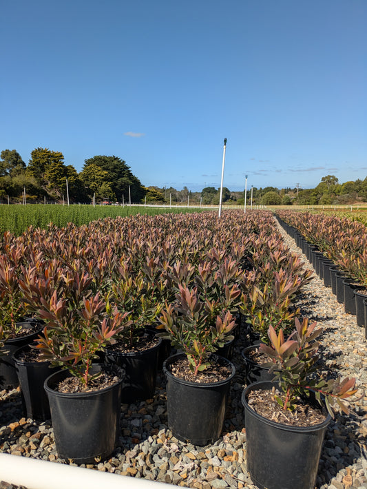 Leucadendron Safari Sunset