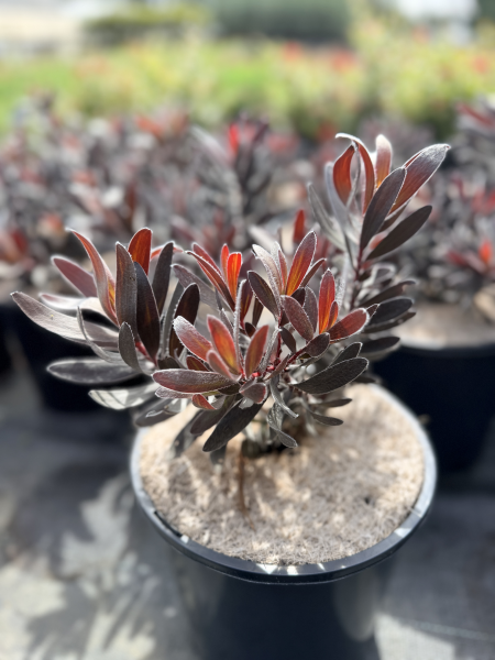 Leucadendron Ebony