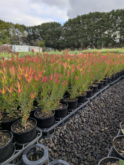 Leucadendron Jack Harre