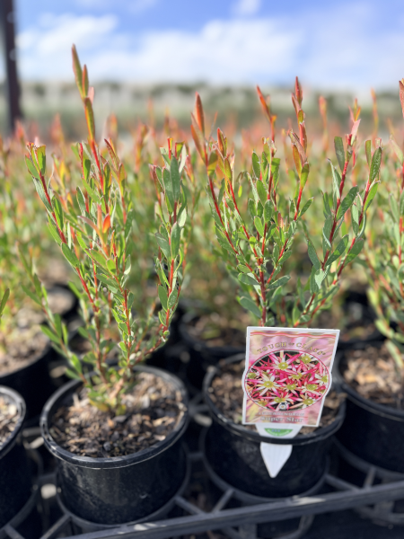 Leucadendron salignum Superstar