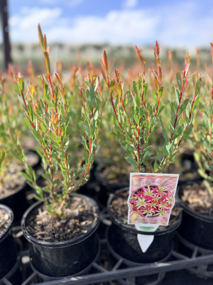 Leucadendron salignum Superstar