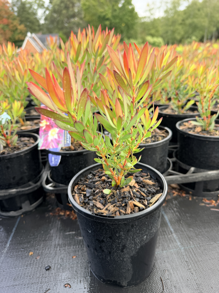 the plant broker