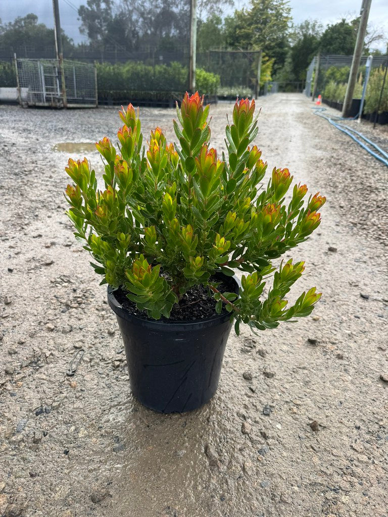 Leucadendron x hybrida 'Sundance'
